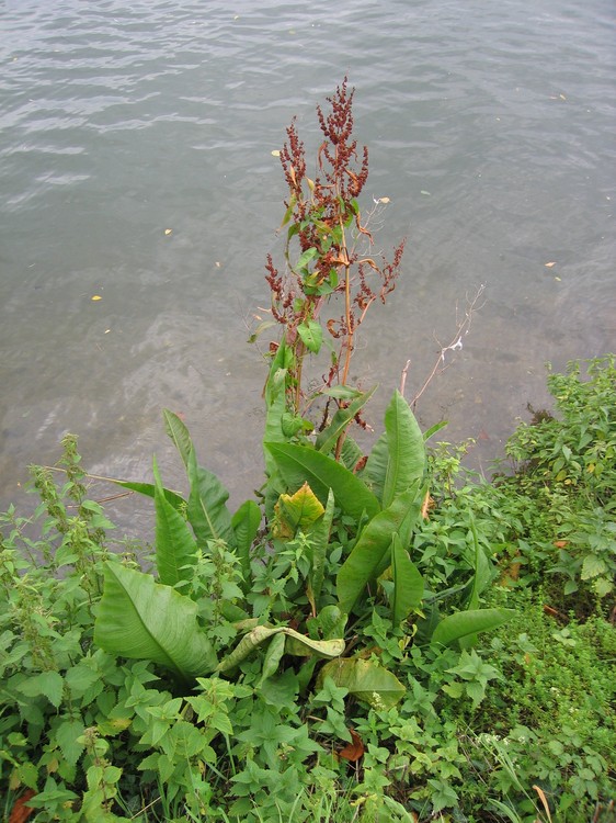 Rumex hydrolapathum